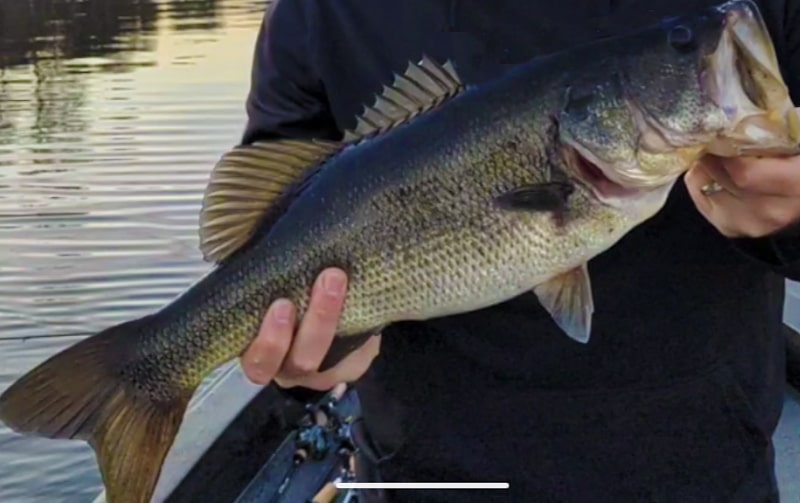 4lb Bass Caught on Lake Tarpon