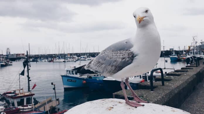 Seagull Overlooking A Marina