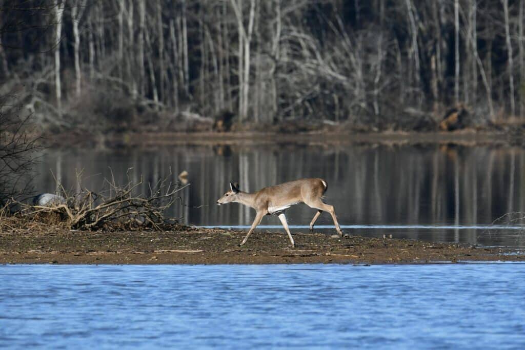 A serene lake in Alabama, showcasing Discover the Best Places To Fish In Alabama for freshwater fishing.